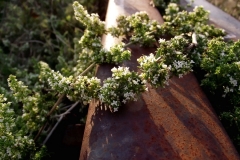 Asperula humifusa - գետնաստղ փռված