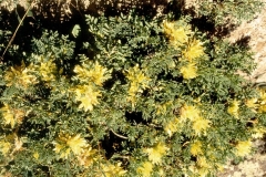 Astragalus aureus-գազ ոսկեզօծ