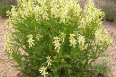 Astragalus sevangensis-գազ սևանի