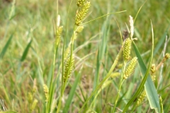 Carex diluta բոշխ լուսավոր