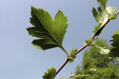 Crataegus pseudoheterophylla Սզենի կեղծ տարատերև