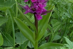 Dactylorhiza eurina-Դակտիլորիզ էվքսինյան