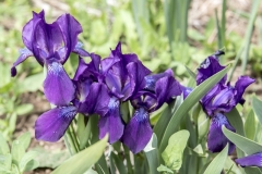 Iris furcata-հիրիկ եղանի