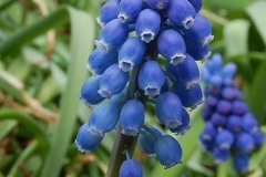Muscari caucasicum-Պապլոր կովկասյան