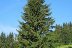 Picea excelsa - եղևնի սովորական