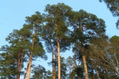 Pinus caucasica (hamata)-սոճի կովկասյան (ելունդավոր) -
