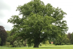 Quercus robur- կաղնի ամառային