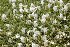 astragalus angustifolius-Գազ նեղածաղիկ