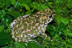 Bufo viridis- կանաչ դոդոշ