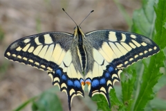 Papilionidae- Արագաստաթիթեռներ